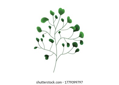 Stevia Herb vector illustration isolated on white background