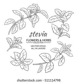 Stevia Herb Vector Set On White Background