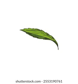 Stevia leaf color sketch. Natural organic sweetener, healthy sugar substitute. Hand drawn floral single design element. Medicinal green plant foliage vector illustration isolated on white