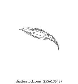 Stevia leaf engraved sketch. Natural organic sweetener, healthy sugar substitute. Hand drawn floral design element ink style. Medicinal plant foliage vector outline illustration isolated on white