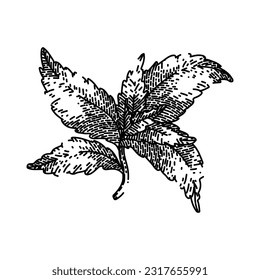 hoja de estevia de mano orgánica dibujada. azúcar vegetal, rerebaudiana verde, dieta natural, edulcorante sano, sustituto de hierba de la hoja stevia boceto vectorial orgánico. ilustración negra aislada