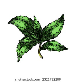 hoja de estevia de mano orgánica dibujada. azúcar vegetal, rerebaudiana verde, dieta natural, edulcorante sano, sustituto de hierba de la hoja stevia boceto vectorial orgánico. ilustración de color aislado