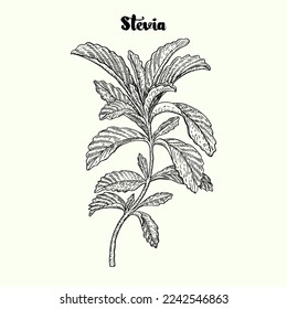 Stevia Leaf. Stevia vector drawing. Herbal sketch of sweetener sugar substitute. Illustration 