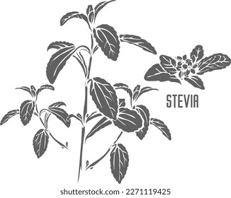 Hojas de estevia y silueta vectorial de flores. La estevia deja un contorno herbario medicinal. Silueta de hierba de Stevia para productos farmacéuticos y de cocer. Un conjunto de esquemas de la planta de Stevia.