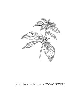 Stevia leaves branch engraved sketch. Natural organic sweetener, healthy sugar alternative plant. Hand drawn floral design element ink style. Medicinal foliage vector outline illustration isolated