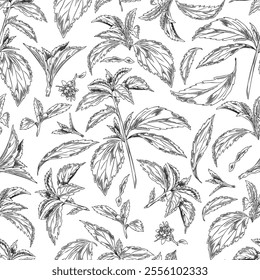 Stevia leaves branch and flowers engraved sketch seamless pattern. Natural organic sweetener, healthy sugar alternative plant. Hand drawn floral vector background design ink style. Medicinal foliage