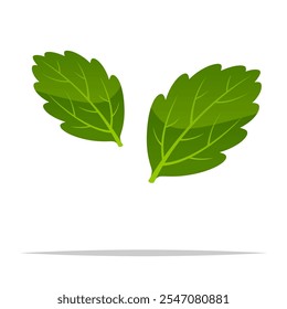 Ilustración aislada de Vector de hojas de stevia