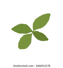 stevia or mint vector icon