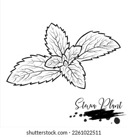 Stevia, a nutritious herbal plant, illustrated vector medical factory