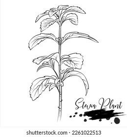 Stevia, a nutritious herbal plant, illustrated vector medical factory