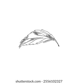 Stevia one leaf engraved sketch. Natural organic sweetener, healthy sugar substitute. Medicinal plant foliage vector outline illustration isolated on white. Hand drawn floral design element ink style