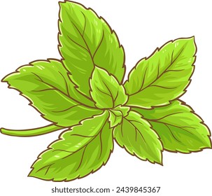 Stevia Plant Colored Detailed Illustration