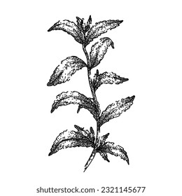 stevia plant leaf hand drawn. sugar green, rebaudiana diet, food sweetener, healthy herb, substitute fresh stevia plant leaf vector sketch. isolated black illustration