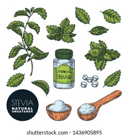 Stevia plant, leaves, powder and bottle pills. Vector sketch vintage color illustration. Natural organic sweetener, sugar healthy alternative. Hand drawn isolated design elements.