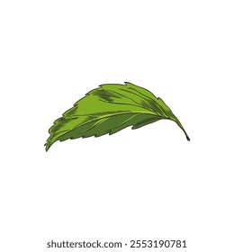 Stevia plant one leaf color sketch. Natural organic sweetener, healthy sugar substitute. Medicinal herb green foliage. Vector illustration of hand drawn floral single design element isolated on white