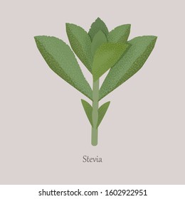 Stevia plant sweetener on a gray background. Sugar substitute green stevia leaf, healthy, medical.