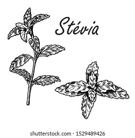 Stevia plant vector drawing. Herbal sketch of sweetener sugar substitute. Vintage illustration of superfood. Hand drawn icon for label, poster, packaging design.