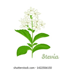 Stevia plant vector illustration. Stevia sweetener sugar substitute isolated on white background. Medical herbs in cartoon flat style.