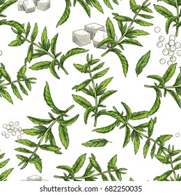 Stevia. Seamless botanical pattern, Realistic full color vector sketch illustration.