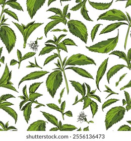 Stevia. Sketch. Seamless pattern. Twigs with green leaves and small white flowers. Natural herbal plant. Botany. Organic sweetener. Hand drawn. Vector illustration on a white background.