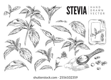 Stevia sketch. Set. Leaves of different shapes and sizes, wooden spoon with sugar, pills. Sweetener. Natural herbal plant. Sweet, organic, healthy. Hand drawn. Vector illustration on white background.