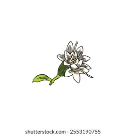 Stevia. A small blooming flower with tiny petals and a green leaf. Spring. Young sprout. Sketch style. Sweetener. Natural herbal plant. Vector illustration isolated on white background.