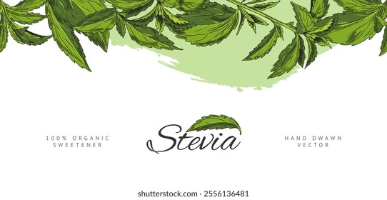 Stevia sprigs with leaves color sketch. Hand drawn floral vector top seamless border design with lettering. Natural organic sweetener plant, sugar substitute. Green foliage on watercolor stain