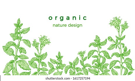 Stevia template. Vector fresh plant, leaf, sprout. Health diabetic food. Organic sweetleaf. Botanical hand draw graphic illustration on white background