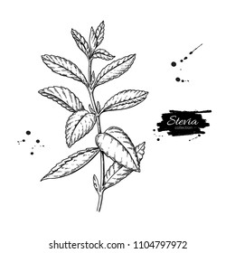 Stevia  vector drawing. Herbal sketch of sweetener sugar substitute. Vintage engraved illustration of superfood. Hand drawn icon for label,  poster, packaging design.