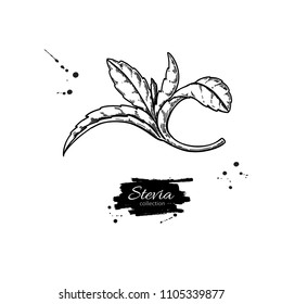 Stevia  vector drawing. Herbal sketch of sweetener sugar substitute. Vintage engraved illustration of superfood. Hand drawn icon for label,  poster, packaging design.