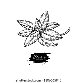Stevia  vector drawing. Herbal sketch of sweetener sugar substitute. Vintage engraved illustration of superfood. Hand drawn icon for label,  poster, packaging design.