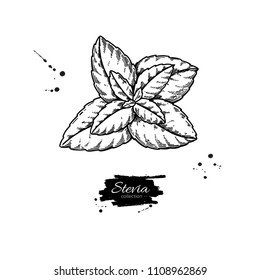 Stevia  vector drawing. Herbal sketch of sweetener sugar substitute. Vintage engraved illustration of superfood. Hand drawn icon for label,  poster, packaging design.