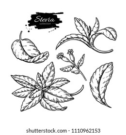 Stevia  vector drawing. Herbal sketch of sweetener sugar substitute. Vintage engraved illustration of superfood. Hand drawn icon for label,  poster, packaging design.