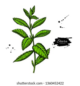 Stevia  vector drawing. Herbal sketch of sweetener sugar substitute. Vintage  illustration of superfood. Hand drawn icon for label,  poster, packaging design.