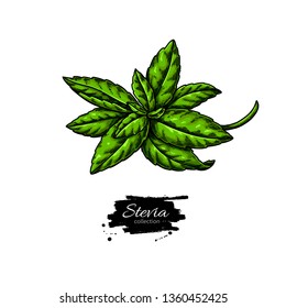 Stevia  vector drawing. Herbal sketch of sweetener sugar substitute. Vintage  illustration of superfood. Hand drawn icon for label,  poster, packaging design.