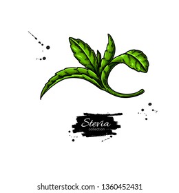 Stevia  vector drawing. Herbal sketch of sweetener sugar substitute. Vintage  illustration of superfood. Hand drawn icon for label,  poster, packaging design.