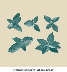 Stevia, Vector de stevia, ilustración de stevia; dibujo de líneas sobre fondo beige.