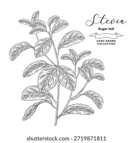 Stevia vector illustration. Sweet leaf, sugar leaf, Stevia rebaudiana. Hand drawn medical pant.