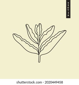 Stevia vector line or outline drawing. Herbal sweetener sugar substitute. Line logo illustration of superfood. Hand drawn graphic element or icon for label, emblem, poster, packaging design.