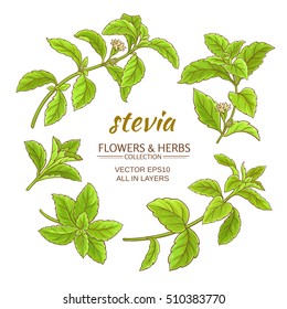 Stevia Vector Set