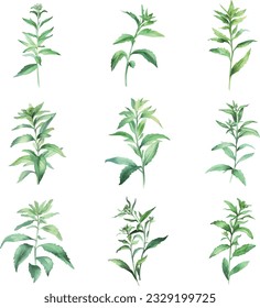 Stevia.Watercolor mint leaves set. Hand painted herbs illustration isolated on white background.