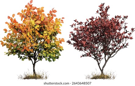 Stewartia sinensis, Cotinus Grace smoke bush summer autumn tree, isolated cutout, vector illustration, garden plants, deciduous trees, seasonal foliage, landscape design.