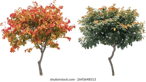 Stewartia sinensis and Cotinus Grace smoke bush, isolated cutout, vector illustration, summer autumn trees, garden plants, landscaping design, deciduous foliage, botanical species.