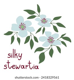 Stewartia white flowers isolated vector
