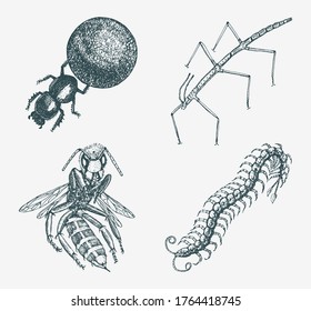 Stick and bee and Scolopendra and earth-boring dung beetles. Insects bugs and many species in vintage old hand drawn style engraved illustration woodcut.