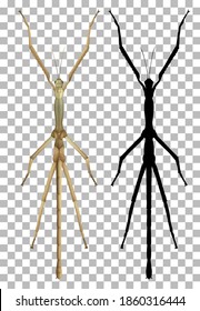 Stick bug on on transparent background illustration