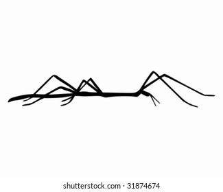 Stick insect