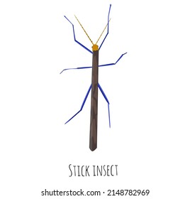 Stick insect or phasmids or ghost insects or walking sticks isolated on white. Stick-bugs engraved vector illustration