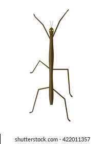 Stick insect or phasmids or ghost insects or walking sticks isolated on white. Stick-bugs engraved vector illustration