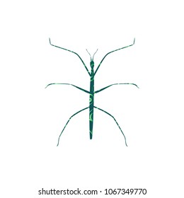 Stick insect spiral pattern color silhouette animal
